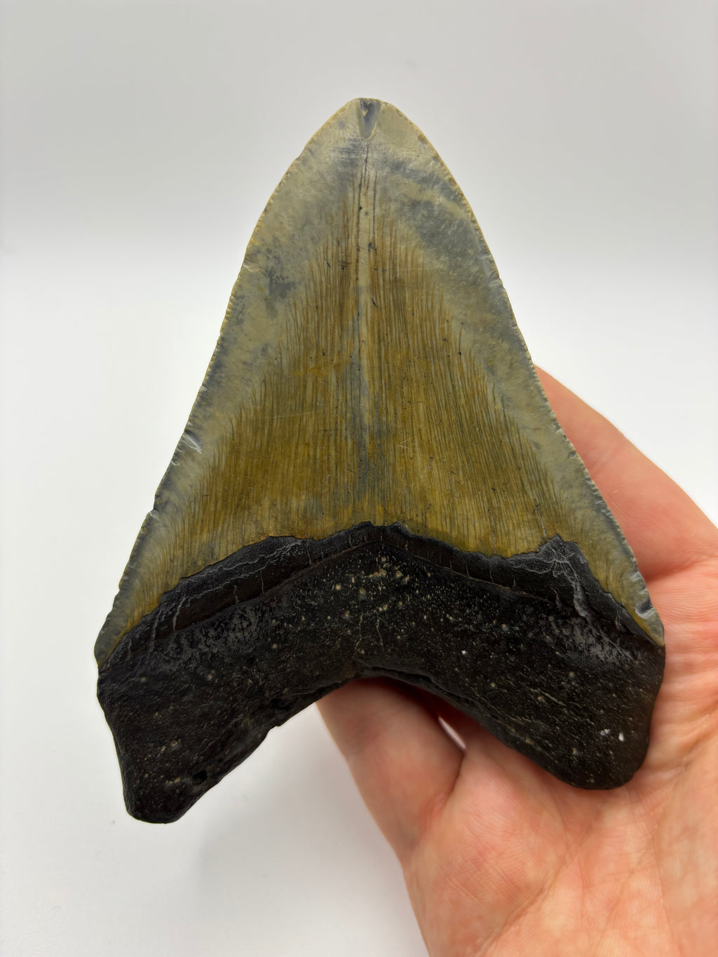 Megalodon Tooth - Complete 4.5 inch