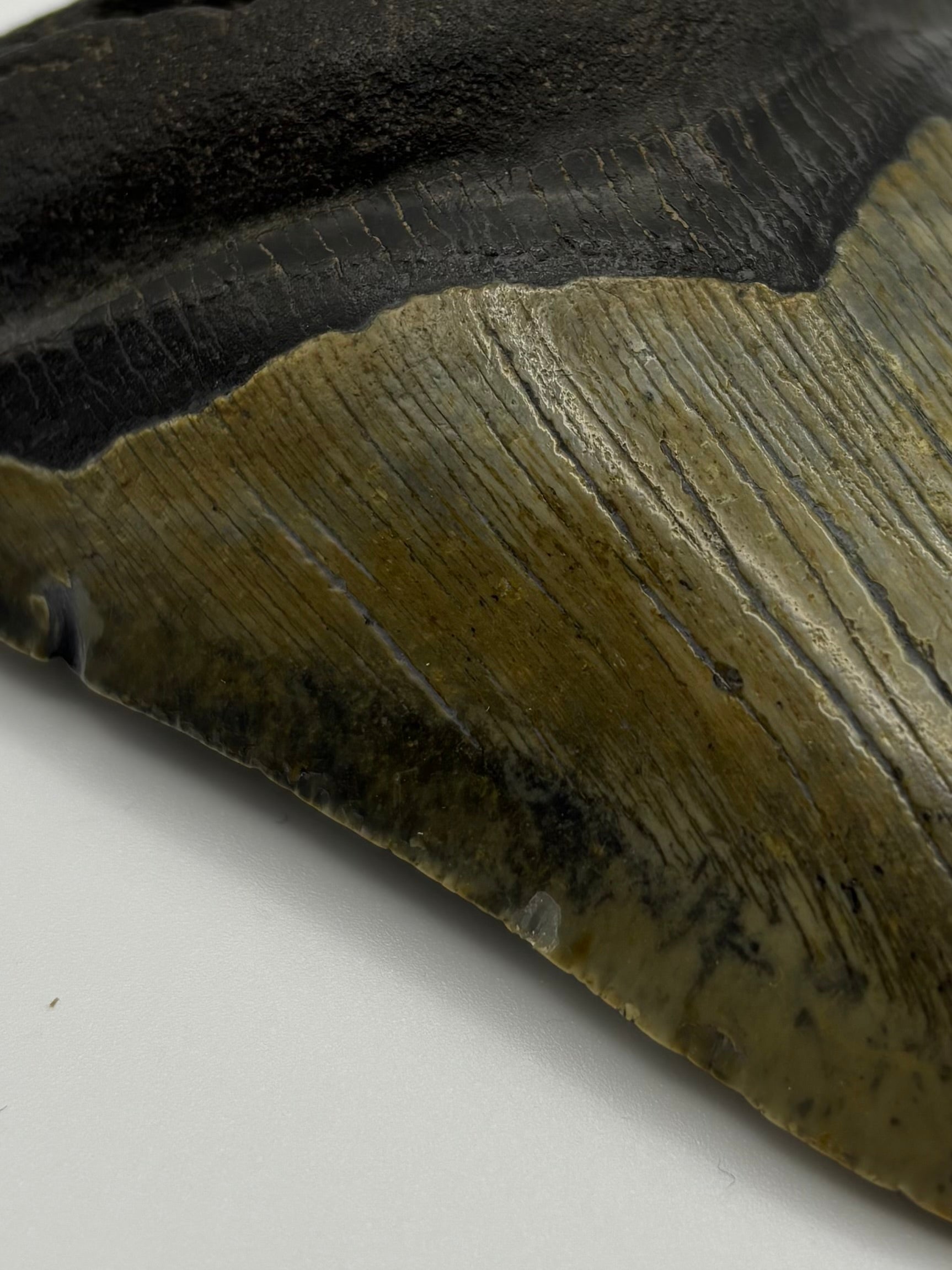 Megalodon Tooth - Complete 4.5 inch