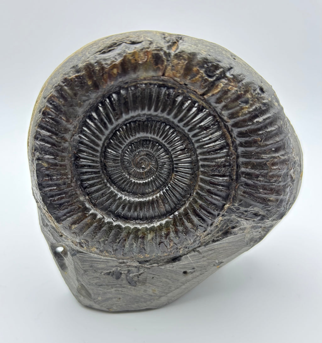 Dactylioceras Ammonite (Whitby)