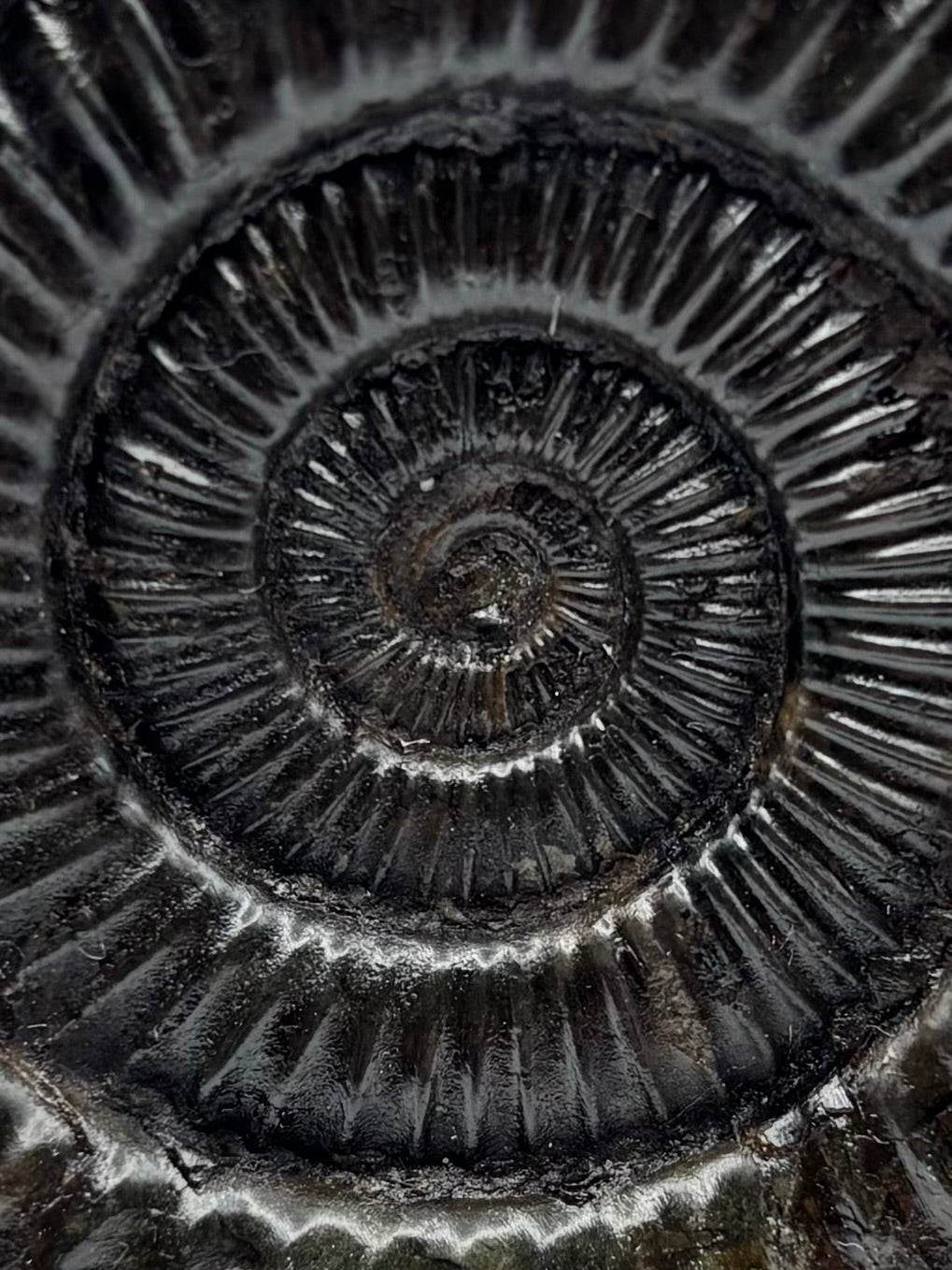 Dactylioceras Ammonite (Whitby)