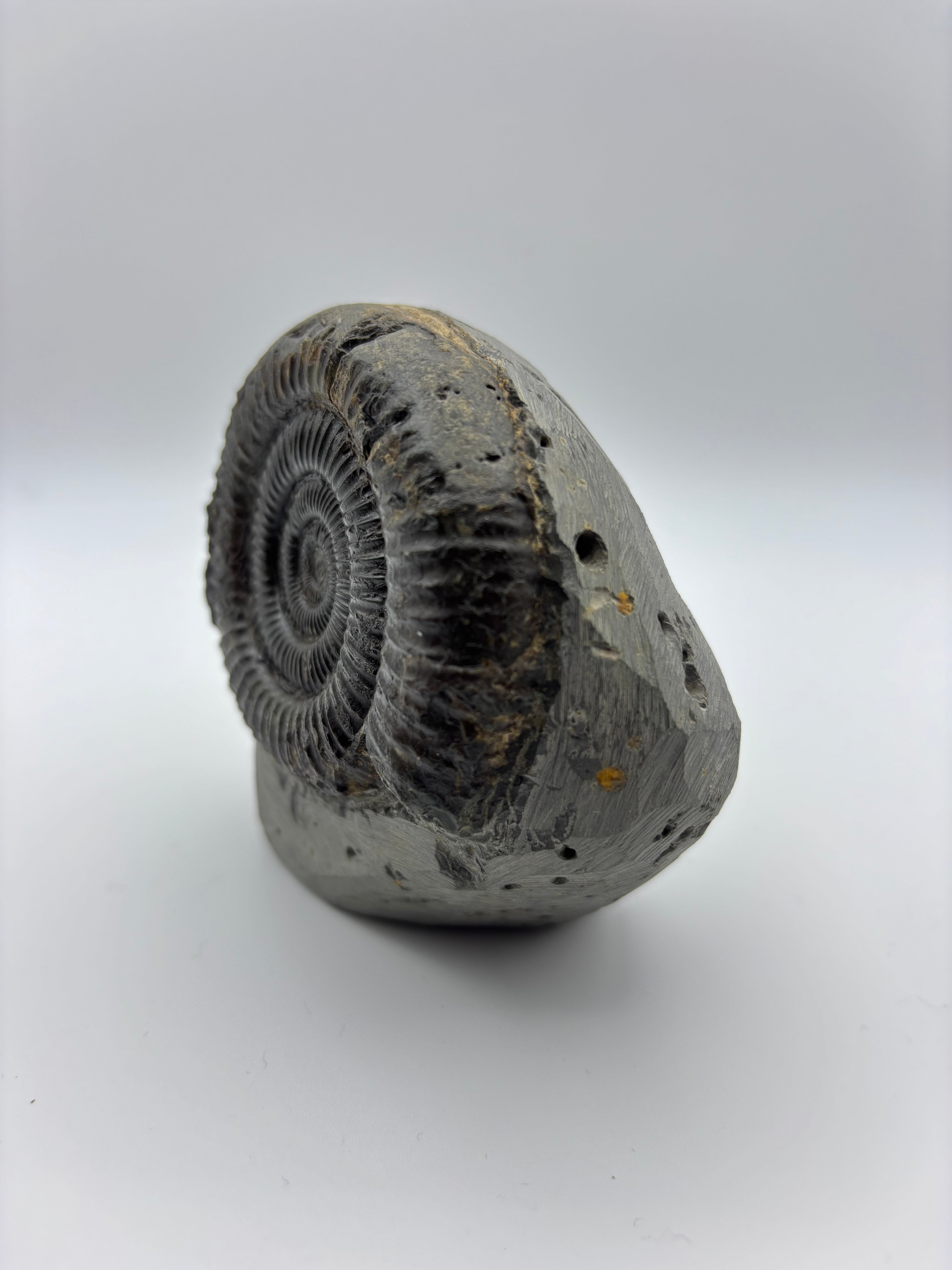 Dactylioceras Ammonite (Whitby)