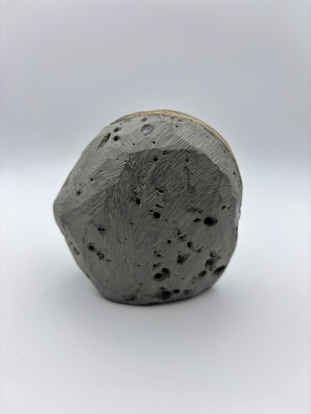 Dactylioceras Ammonite (Whitby)