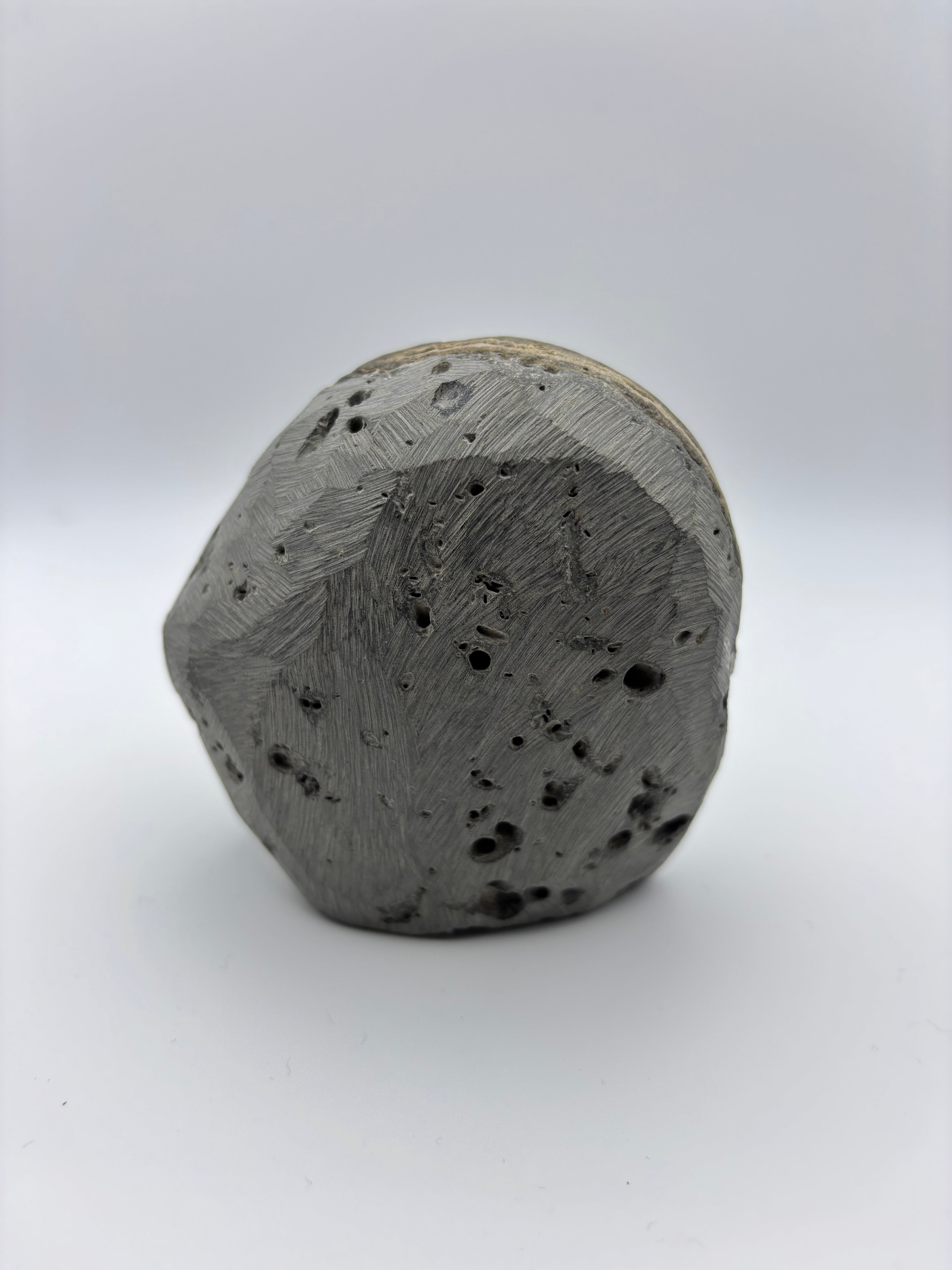 Dactylioceras Ammonite (Whitby)