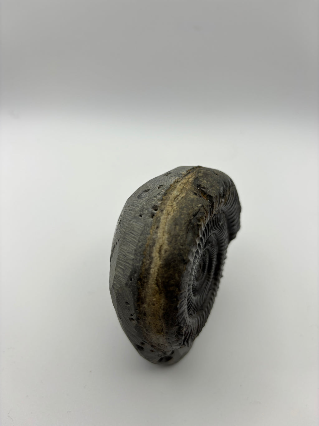 Dactylioceras Ammonite (Whitby)