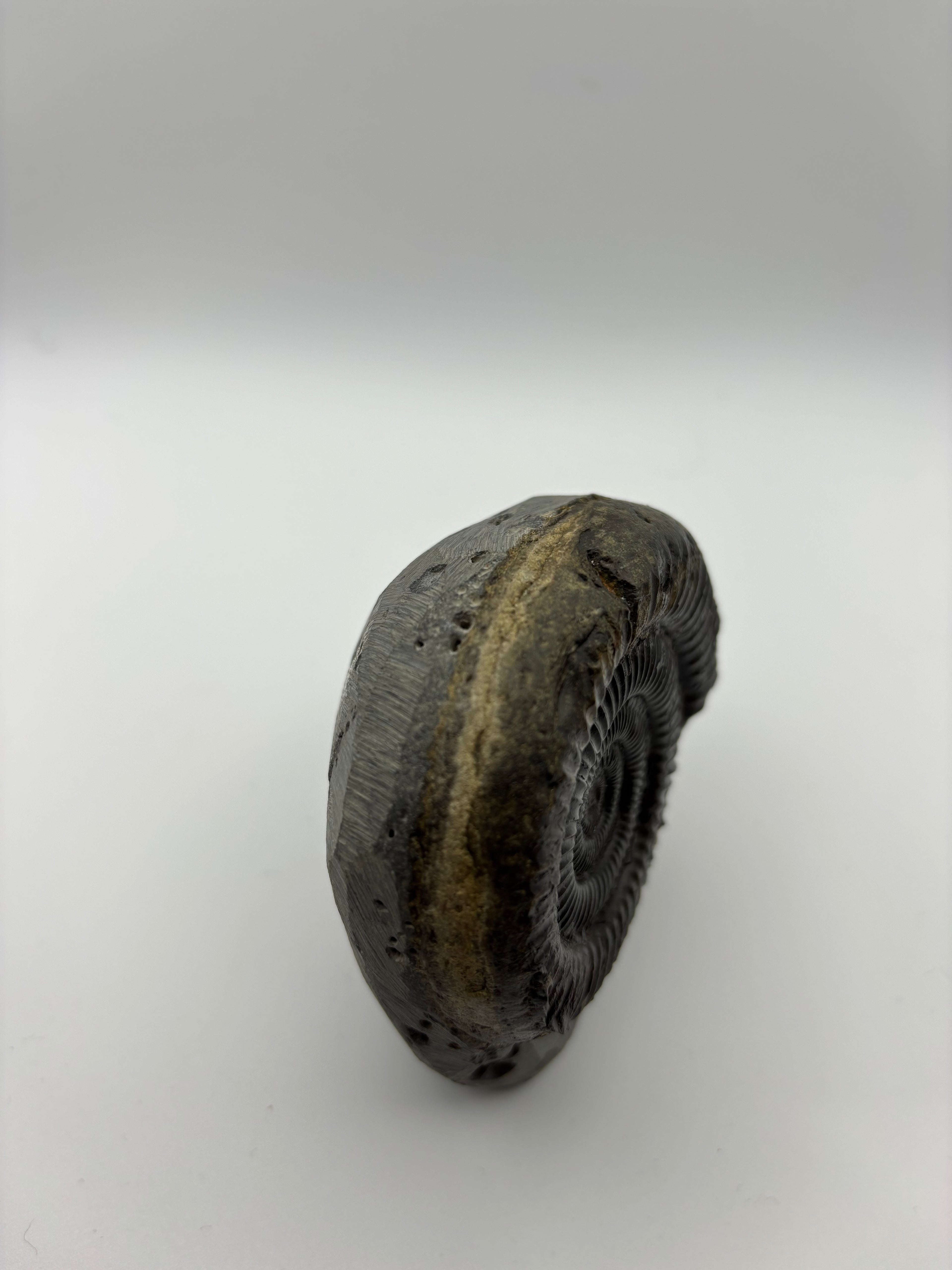 Dactylioceras Ammonite (Whitby)