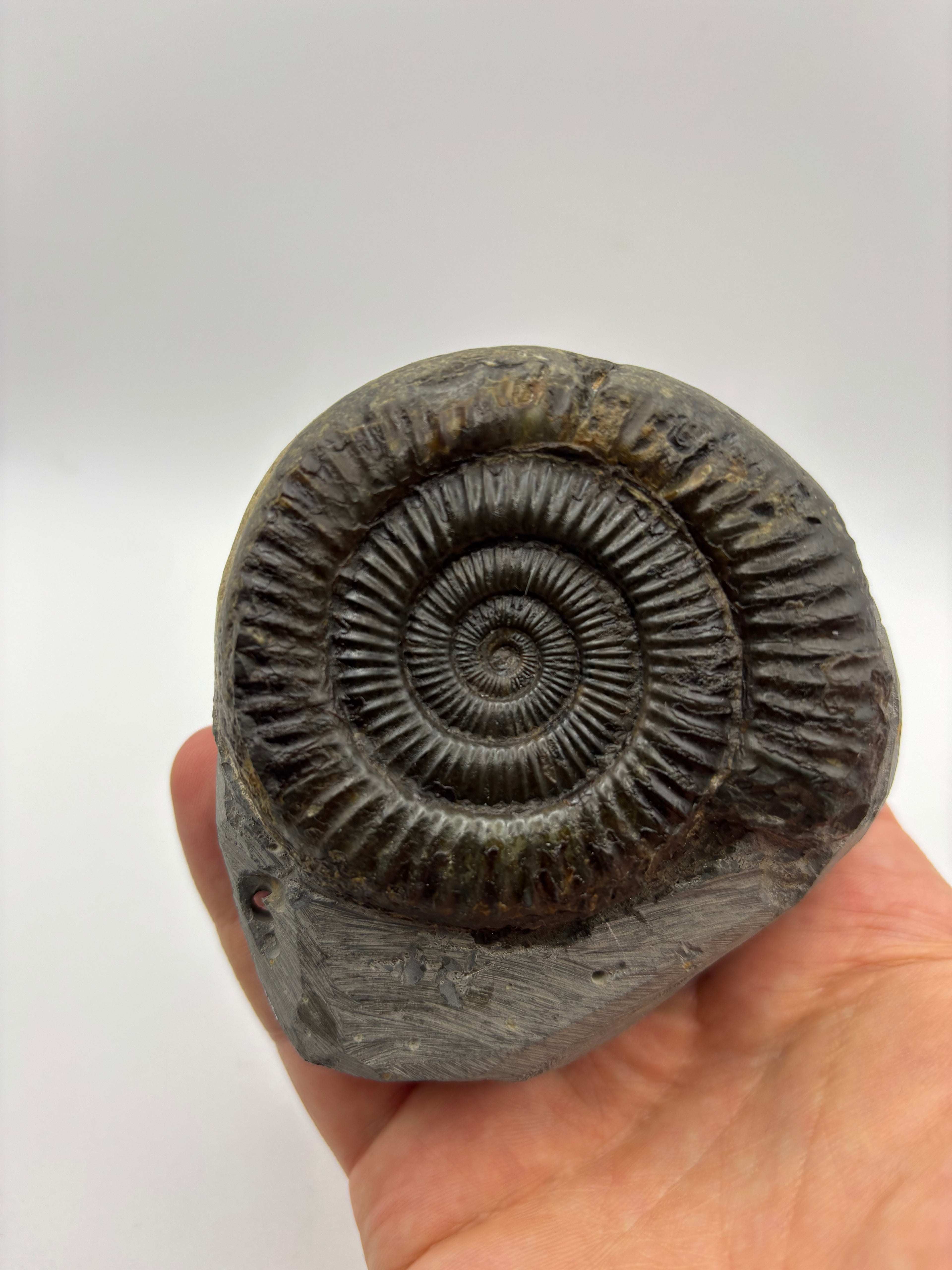 Dactylioceras Ammonite (Whitby)