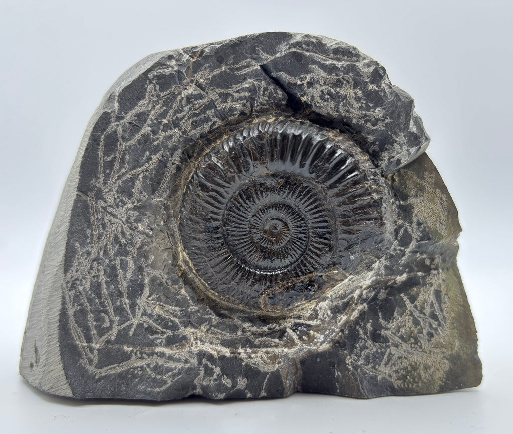 Dactylioceras Ammonite (Whitby)