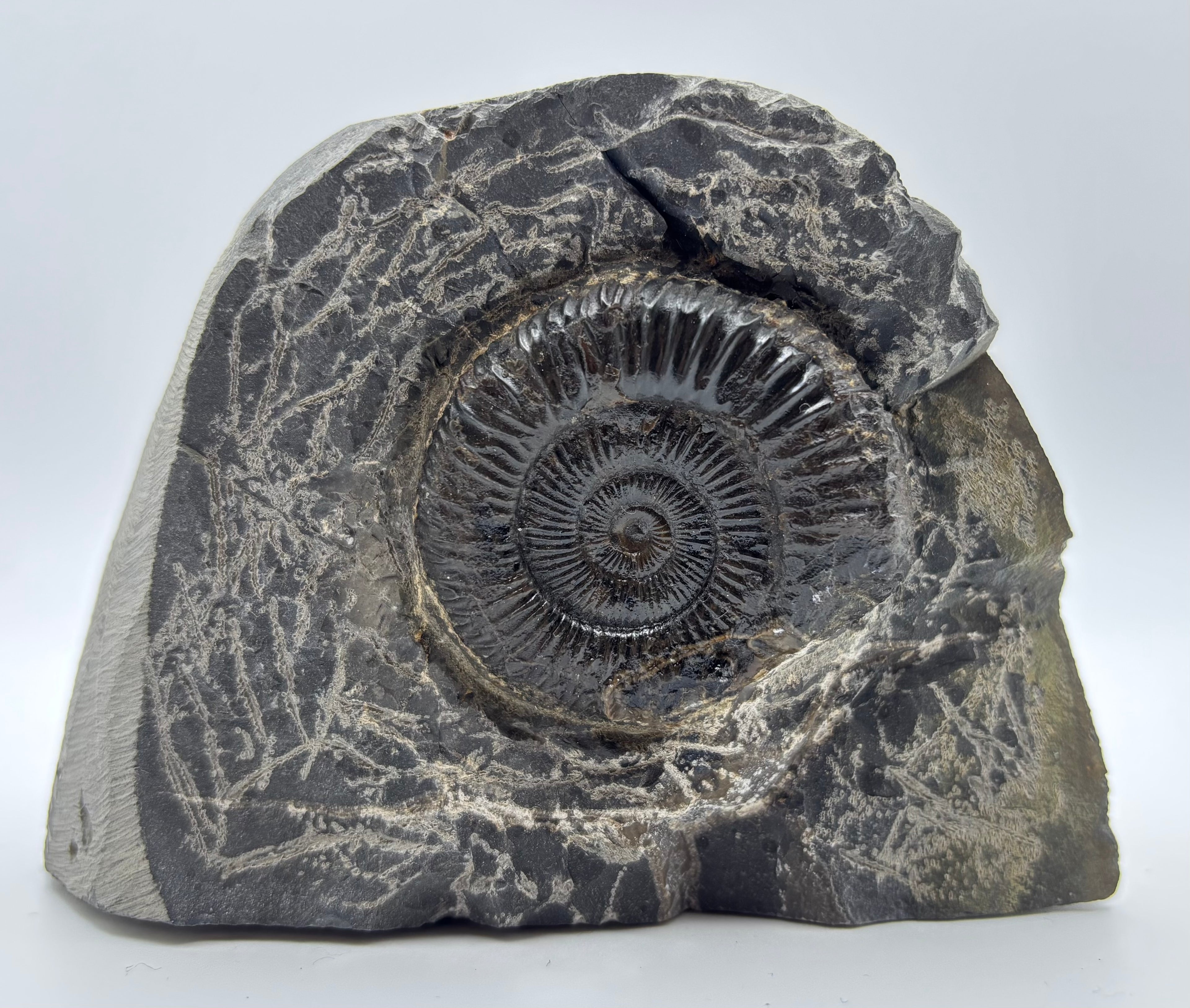 Dactylioceras Ammonite (Whitby)