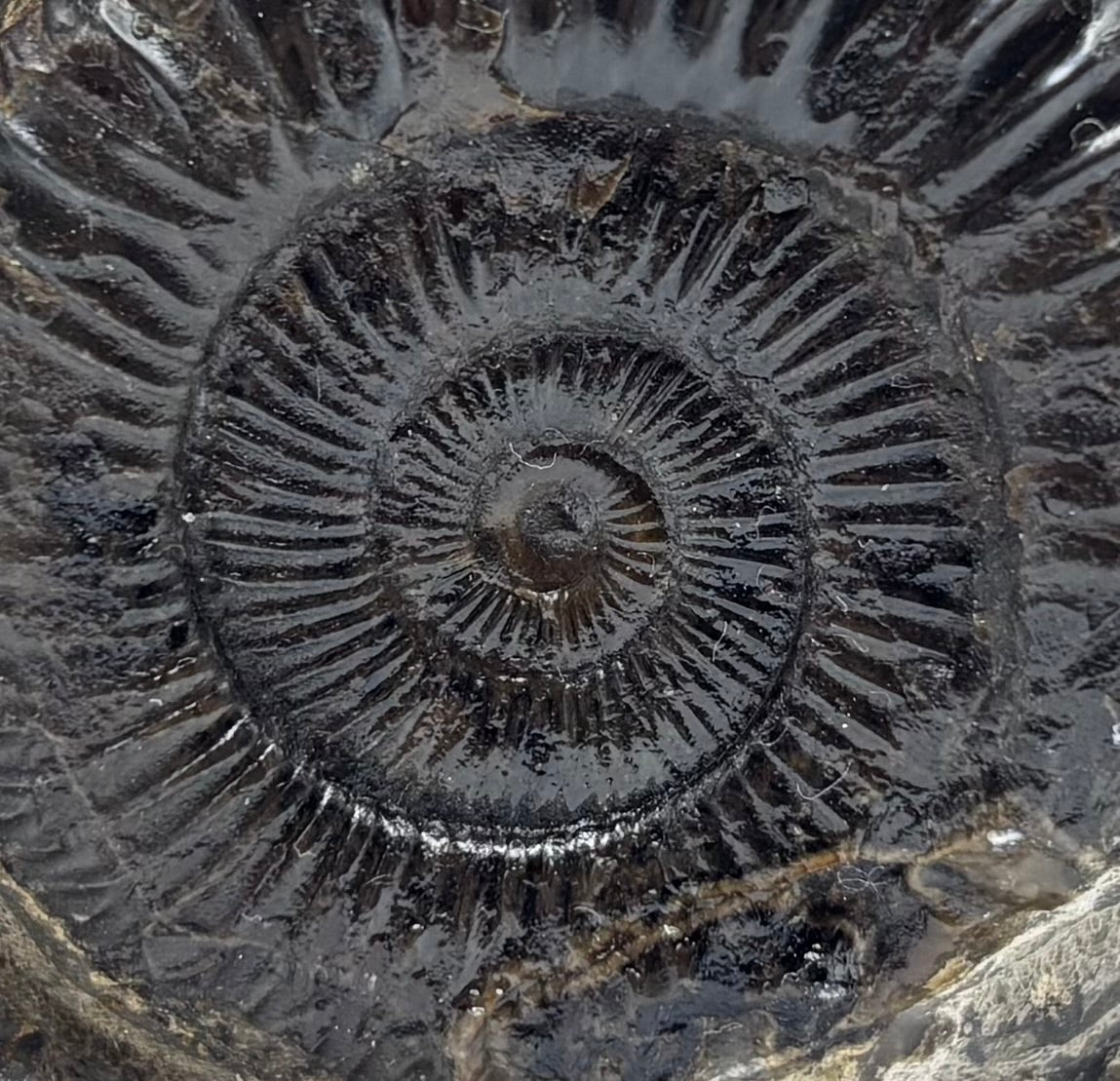 Dactylioceras Ammonite (Whitby)