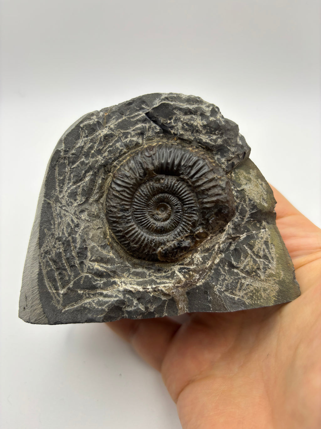Dactylioceras Ammonite (Whitby)