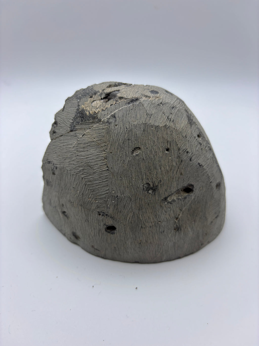 Dactylioceras Ammonite (Whitby)