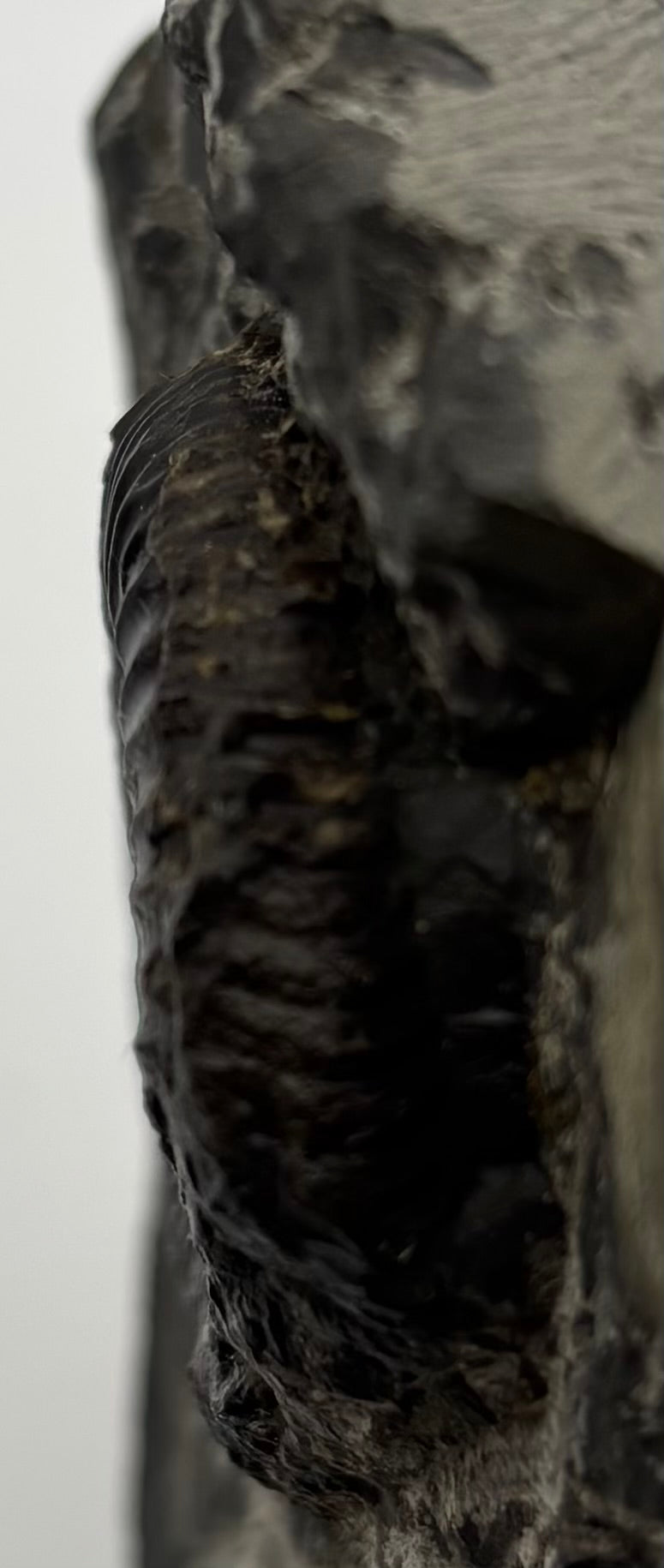 Dactylioceras Ammonite (Whitby)